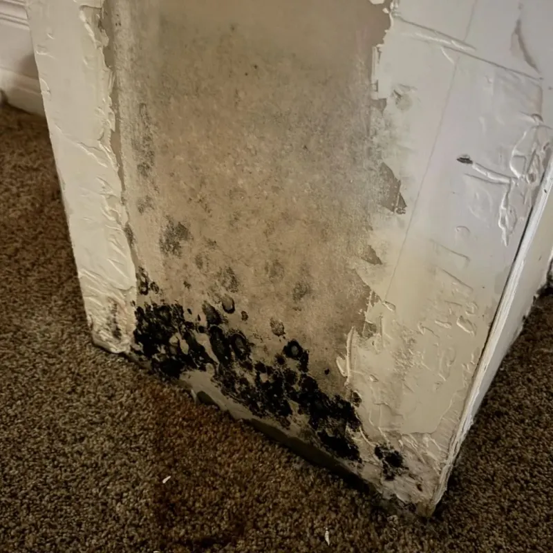 Professional Mold Removal in Pismo Beach, CA